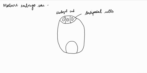 draw-the-diagram-of-a-mature-embryo-sac-and-show-its-8-nucleate-7-celled-nature-show-the-following-parts-antipodals-synergids-egg-central-cell-polar-nuclei-69761