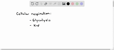 which-is-not-a-stage-of-cellular-respiration-a-glycolysis-b-krebs-cycle-c-electron-transport-chain-d-96761