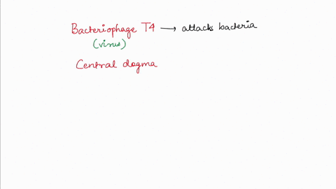 what-would-be-the-consequences-of-deleting-the-late-genes-in-t4a-the-t4-genome-would-not-be-replicatedb-no-t4-virions-would-be-produced-c-no-t4-mrnas-would-be-translated-d-no-t4-genes-would-08992