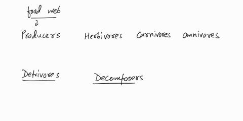 describe-each-groups-role-in-the-food-web-producers-herbivores-carnivores-omnivores-detritivores-decomposers-41297