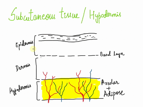 this-layer-contains-areolar-and-adipose-connective-tissue-has-a-tendency-to-store-fat-and-is-an-area-where-drugs-are-commonly-injected-because-of-its-high-vascularity-43806
