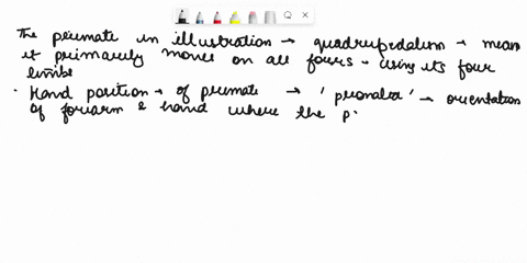 examine-the-following-illustration-and-answer-the-following-questions-what-is-the-locomotor-pattern-of-this-primate-4drmtcdalitm-how-would-you-describe-the-hand-position-of-this-animal-4-jjo-27013