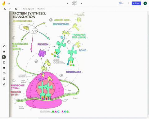 what-is-being-translated-during-translation-a-mrna-to-protein-b-ribosomes-to-polyribosomes-c-cytoplasm-to-cholorplast-d-dna-to-mrna-25868