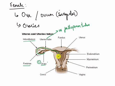 describe-the-male-or-female-anatomy-with-regard-to-the-ducts-and-gland-the-gametes-move-through-62243