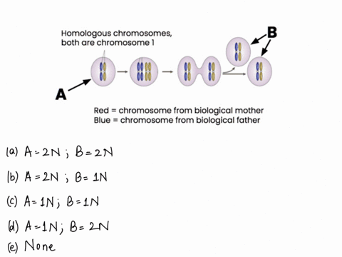 question-1-5-pts-what-is-the-ploidy-of-the-cell-labeled-a-what-is-the-ploidy-of-the-cells-labeled-b-select-only-one-answer-choice-homologous-chromosomes-both-are-chromosome-1-00-a-red-chromo-11441