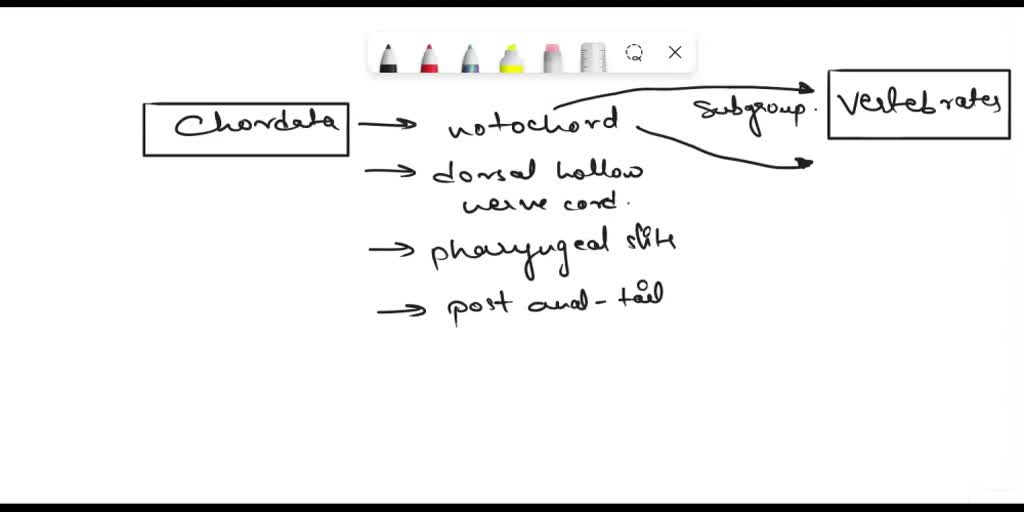 SOLVED: Why are all chordates not vertebrates? What role does "bone