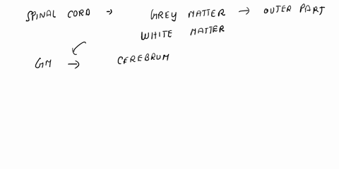 cortical-grey-matter-present-cerebrum-cenbellum-c-medulla-obbngata-d-spinal-cord-e-both-a-and-bare-conect-an-endoctix-cell-that-contans-abundarke-of-rough-endophsn-retiukm-bg-goki-apparalus_-51004