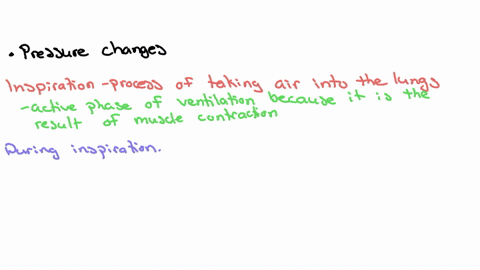 during-inspiration-air-enters-the-lungs-due-to-the-diaphragm-moving-superiorly-contraction-of-the-internal-intercostal-muscles-contraction-of-the-abdominal-wall-muscles-pressure-changes-all-of-the-abo