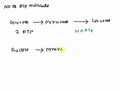 calculate-the-number-of-atp-molecules-obtained-from-the-anaerobic-conversion-of-each-of-the-following-sugars-to-lactate-a-glucose-b-fructose-c-mannose-d-sucrose-48745