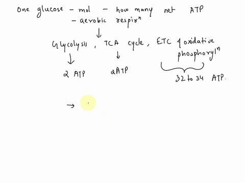1-for-every-one-glucose-that-is-metabolized-how-many-net-atp-are-produced-by-aerobic-respiration-glycolysis-tca-etc-and-oxidative-phosphorylation-a-5-b-10-c-20-d-30-e-40-2-which-of-the-follo-40698