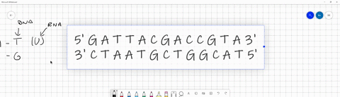 3-one-strand-of-portion-of-a-dna-molecule-has-the-following-sequence-5-g-a-t-t-a-c-g-a-c-c-g-t-a-3-what-is-the-complimentary-sequence-to-this-given-sequence-05-points-what-kind-of-bond-joins-55877