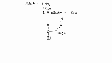 this-molecule-that-has-one-nh2-group-one-cooh-group-and-one-altached-t0-the-same-carbon-atom-called-alan-amino-group-carboxyl-group-carbon-side-chain-ammnoacid-sugar-iipid-nudeic-acid-98095
