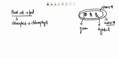 where-in-plant-cells-does-the-calvin-cycle-take-place-a-thylakoid-membrane-b-thylakoid-space-c-strom-05876