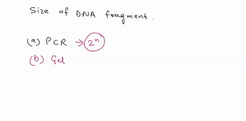 question-4-1-point-what-molecular-technique-would-be-the-most-appropriate-for-aalyzing-the-sizes-of-dna-fragments-pcr-gel-electrophoresis-gene-cloning-dna-sequencing-automated-dna-sequencing-67357