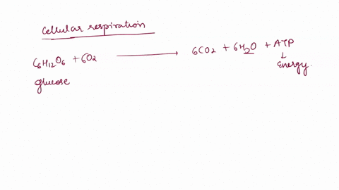 question-19-2-pts-which-of-the-following-statements-best-describes-the-primary-role-played-by-oxygen-in-cellular-respiration-it-vields-energy-in-the-iorm-of-atp-as-passed-down-the-electron-t-06765