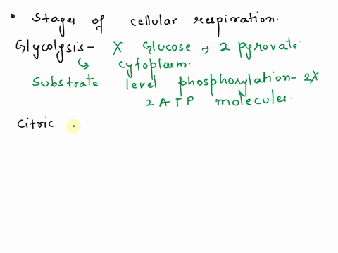 list-the-stages-of-cellular-respiration-that-undergo-each-type-of-phosphorylationsubstrate-level-phosphorylation-and-oxidative-phosphorylation-51575