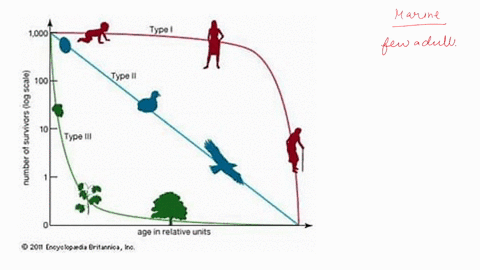 multiple-choice-which-survivorship-curve-best-describes-most-marine-organisms-few-adults-produce-large-number-of-eggs-and-larvae-80155
