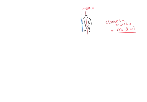 skin-ueep-felers-fo-further-away-from-the-surface-of-the-sik-the-lungs-are-square-geep-to-the-mediallateral-refers-to-the-midine-or-sides-of-the-body-picture-drawing-an-imaginary-line-down-the-middle