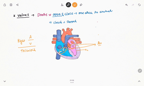 what-is-the-function-of-the-valves-found-in-the-heart-11383