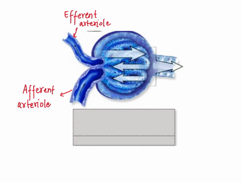 neeaillnlion-pee-glomerular-filtration-rate-gfr-influenced-by-number-of-pressures-occurring-on-either-side-of-the-filtraticn-memnbrane-the-glomerulus-rerall-that-filution-occurs-pressure-for-16196