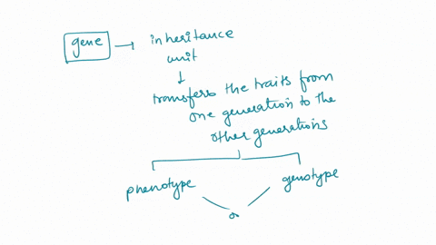 a-a-gene-______-is-all-the-dna-that-encodes-the-sequences-of-some-protein-or-rna-product-never-has-an-impact-on-the-organisms-phenotype-that-is-1500-bp-of-genomic-dna-will-produce-a-protein-43648
