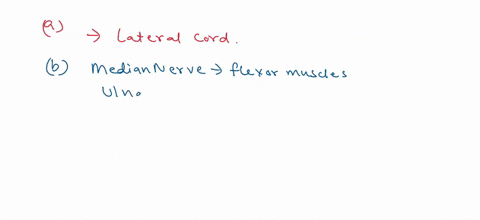 question-26-not-yet-answered-marked-out-of-100-pflag-question-which-of-the-following-nerves-do-not-supply-any-muscle-in-the-arm-amusculocutaneous-and-radial-bmedian-and-ulnar-cmedian-and-rad-16395