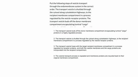 put-the-following-steps-of-vesicle-transport-through-the-endomembrane-system-in-the-correct-order-the-transport-vesicle-is-shuttled-through-the-cytosol-along-cytoskeleton-highways-to-the-rec-92712