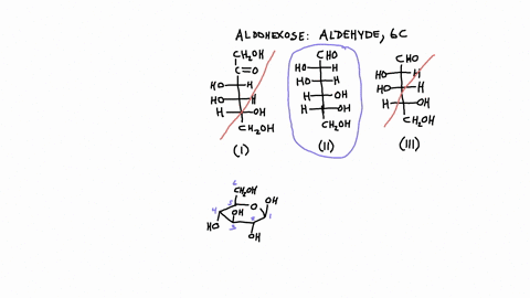 question-3-4-4-pts-identify-all-the-aldohexoses-in-the-following-list-of-the-molecules-ii-and-ii-i-ii-iii-iii-only-ili-only-1-ii-and-i-i-and-iii-i-only-land-i-i-and-ii-question-2-4-4-pts-consider-th-4