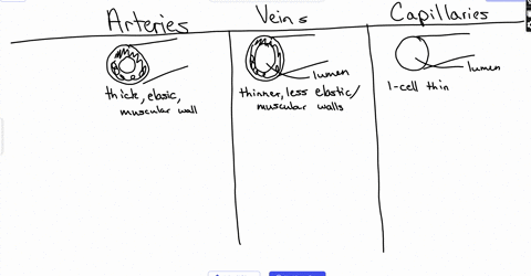 what-is-the-difference-structure-function-between-an-artery-a-vein-a-capillary-how-do-these-structural-differences-help-each-to-perform-their-special-roles-what-features-of-capillary-blood-v-66874