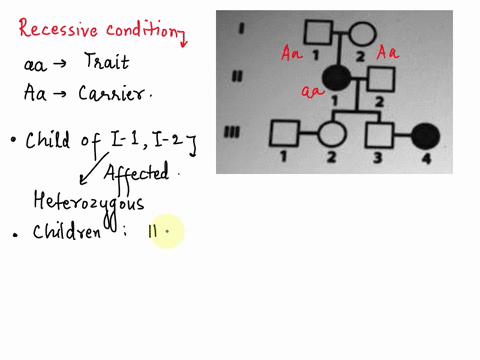 question-28-1-point-inthe-following-pedigree-of-a-rare-condition-_-2-will-have-child-who-is-carrier-what-is-the-probability-that-couple-il-land-ill-for-the-recessive-mutation-23-14-12-013-27044