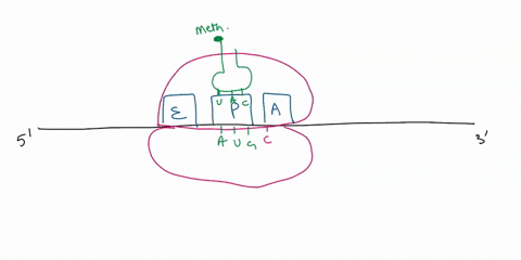 diagram-how-translation-starts-at-the-n-terminus-of-a-protein-include-the-ribosome-and-label-the-associated-parts-cite-your-source-87888