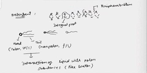 detergent-can-be-used-to-remove-protein-from-the-plasma-membrane-which-of-the-following-is-not-concerning-detergent-a-they-have-one-hydrophilic-head-and-2-hydrophobic-tail-b-they-unsolubiliz-15102