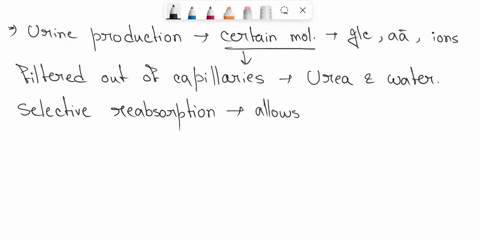 nephron-is-a-unit-of-filtration-in-kidneys-that-filters-waste-material-it-selectively-reabsorbs-or-excretes-water-with-the-help-of-capillaries-that-surround-it-what-is-the-likely-benefit-of-61964