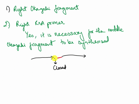 in-the-following-drawing-the-top-strand-is-the-template-dna-and-the-bottom-strand-shows-the-lagging-strand-prior-to-the-action-of-dna-polymerase-i_-the-lagging-strand-contains-three-okazaki-66536