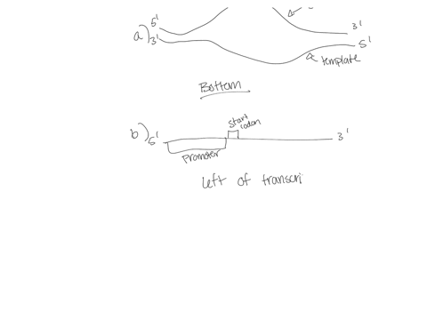 question-3-shown-below-is-a-double-stranded-bacterial-e-coli-dna-sequence-coding-for-a-hypothetical-protein-both-strands-are-shown-the-top-strand-reads-5-to-3-left-to-right-while-the-bottom-65132