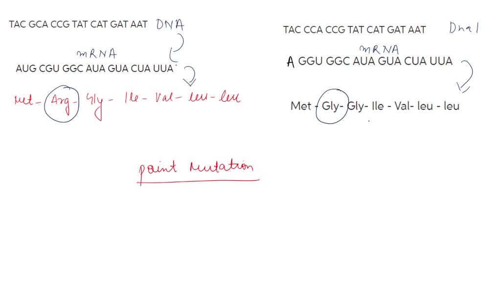 SOLVED: Please answer 1B, 2C, and 2D Compare the mutated strands of DNA ...