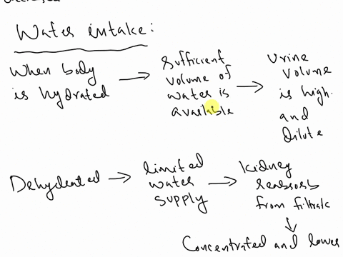 1according-to-your-group-data-how-does-nacl-andor-water-intake-influence-urine-production-these-are-the-data-we-explore-how-consuming-various-amounts-of-water-and-electrolytes-cause-changes-06185
