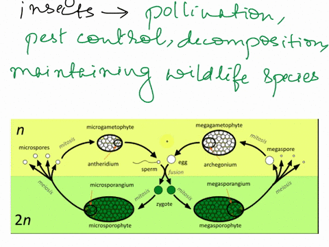 6 what are some of the major ecological roles of insects...