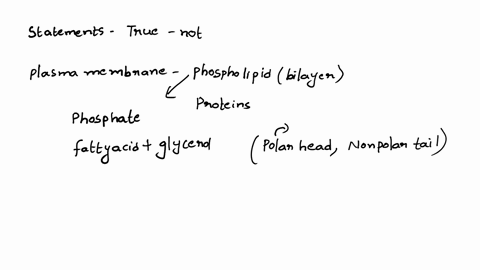 which-of-the-following-statements-is-true-about-the-structure-of-the-cell-membrane-a-the-two-layers-of-the-plasma-membrane-are-identical-b-the-plasma-membrane-is-a-rigid-structure-c-the-prot-99019