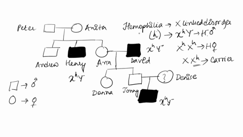 figure-shon-pedigrea-wihere-sore-ihe-tamily-mambers-have-hemophilia-controlled-by-allele-unaffected-females-may-be-phenolyp-cally-normal-but-they-could-be-carrier-peter-anite-mae-with-hernop-97807