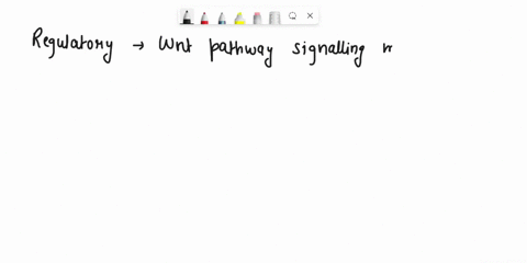 wnt-signaling-1-looking-at-figure-26-19-and-the-description-of-wnt-signaling-in-your-textbook-can-you-draw-the-regulatory-relationships-between-the-following-wnt-pathway-signaling-molecules-49325