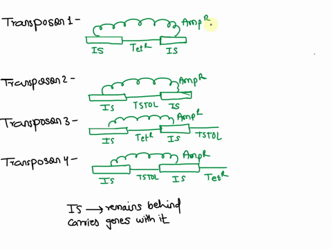 316-pts-a-composite-transposon-can-be-considered-to-be-four-transposable-elements-in-one-draw-the-four-transposons-that-can-be-obtained-after-transposition-from-tnl0-element-inserted-in-plas-17955