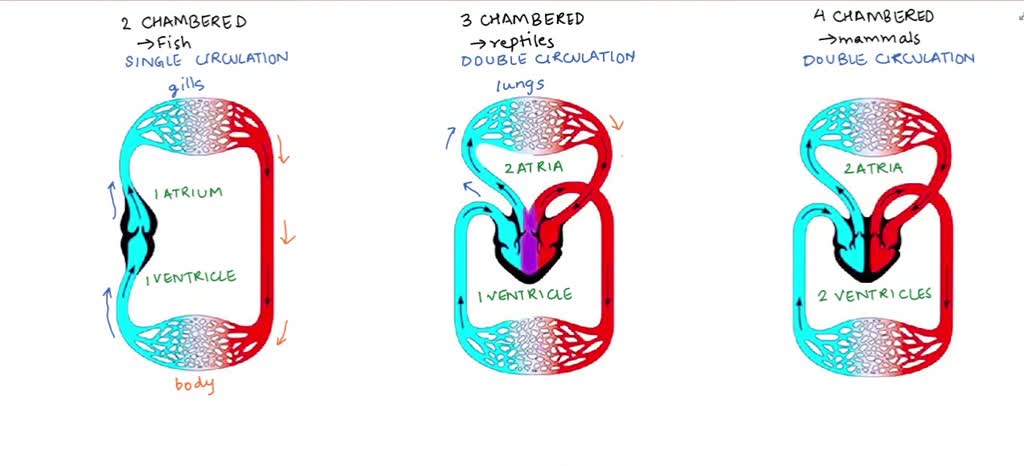 SOLVED: What is the need of four chambered heart in mammals while fishes  have only two chambered heart?