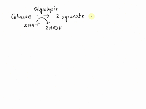 when-a-muscle-is-working-so-hard-that-oxygen-cannot-be-supplied-to-it-fast-enough-it-switches-to-fermentation-why-is-it-necessary-to-switch-to-fermentation-and-not-just-continue-with-glycoly-05406