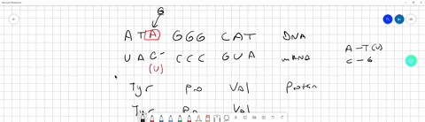 point-mutations-resulting-in-a-single-amino-acid-substitution-provided-evidence-that-select-one-the-genetic-code-is-a-triplet-code-the-genetic-code-is-overlapping-the-genetic-code-is-not-ove-67723