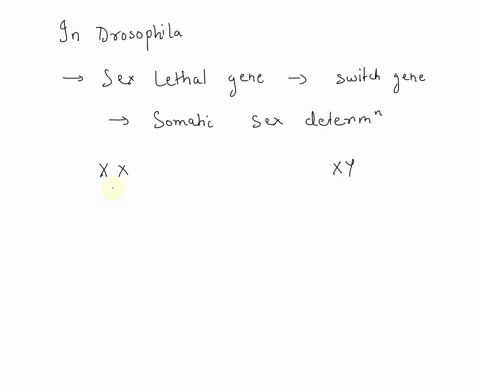 fly-drosophila-with-an-xy-genotype-has-a-mutation-in-its-sex-lethal-sxl-gene-that-renders-its-protein-product-nonfunctional-which-of-the-following-describes-the-sex-of-this-fly-male-but-it-w-64815