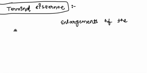 4-of-34-reset-help-terminal-cisternae-cylindrical-organelle-made-up-of-myofilaments-and-found-within-the-sarcoplasm-of-the-myosin-muscle-cell-sarcomere-a-modified-smooth-endoplasmic-reticulu-33393