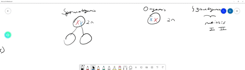 compare-and-contrast-spermatogenesis-and-oogenesis-a-both-are-the-form-of-gametogenesis-that-takes-place-through-mitosis-spermatogenesis-is-the-process-of-formation-of-four-sperm-in-the-testes-in-ma-2