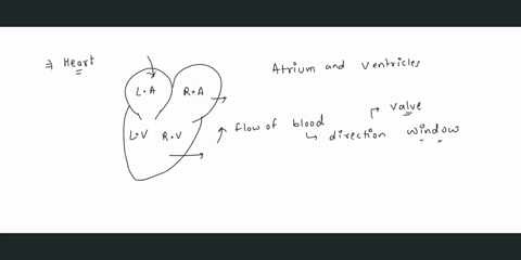 which-of-the-following-statements-about-the-heart-is-false-a-the-mitral-valve-separates-the-left-v-2-34118