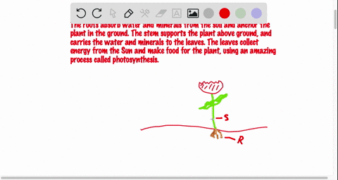 students-develop-a-model-of-a-plant-and-show-the-components-working-together-they-label-roots-stems-and-leaves-and-show-the-relationships-among-them